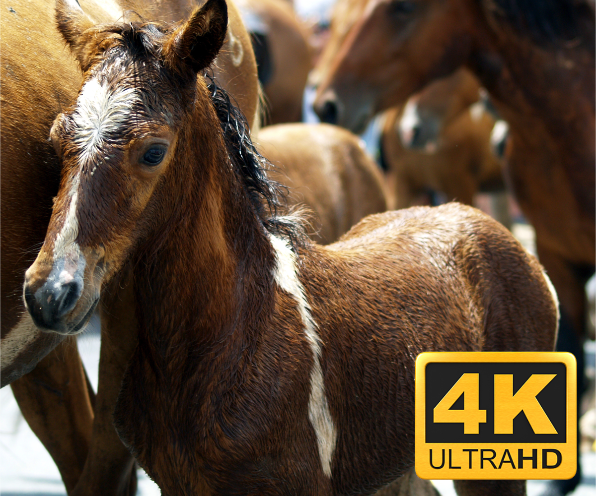 4k UHD Video Advertising and Web Design